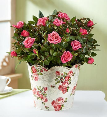 1-800-Flowers Classic Budding Rose, Large